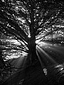 Picture Title - Light through the Trees