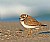 Semipalmated Plover