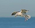 Picture Title - Western Gull