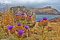 Picture Title - Madeiran Thistle