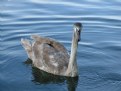 Picture Title - still as ugly duckling