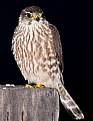 Picture Title - Merlin in the Dark