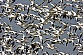 Picture Title - Snow Geese Fly By