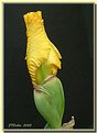 Picture Title - Iris bud