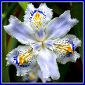 Picture Title - A little iris