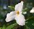 White Trillium