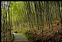Picture Title - Bamboo Garden