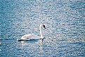 Picture Title - peaceful swan