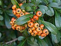 Picture Title - Berries for the birds