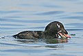Picture Title - White-winged Scoter