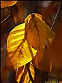 Picture Title - Stories of leaves and rays