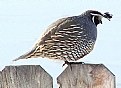 Picture Title - Quail