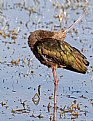 Picture Title - Ibis Napping