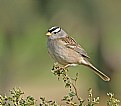 Picture Title - White-crowned Sparrow