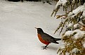 Picture Title - snow bird