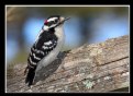 Picture Title - Downy Woodpecker