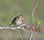 Savannah Sparrow