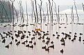 Picture Title - Lots a ducks