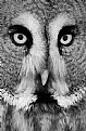 Picture Title - Twit Twoo