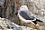 Heermann's Gull