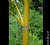 bambu