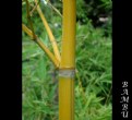 Picture Title - bambu