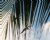 Pelicans through the Palms