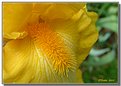 Picture Title - Lions Mane