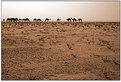 Picture Title - Camels....
