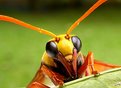 Picture Title - WASP