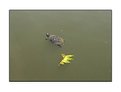 Picture Title - Turtle and 5 leafs