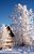 Tree and barn