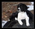 Picture Title - Proud Puppy