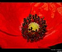 Picture Title - Inside A Poppy