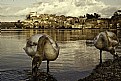 Picture Title - Swans