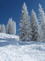 Picture Title - Snow Trees