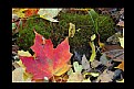 Picture Title - Fall Color