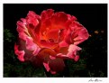 Picture Title - A Rosa