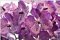 Picture Title - orchids