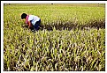 Picture Title - harvest