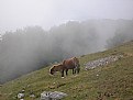 Picture Title - Horses in the fog