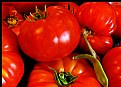 Picture Title - Tomatoes