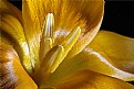 Picture Title - gold crocus  - innards