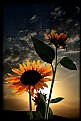 Picture Title - SUN & FLOWER