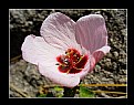 Picture Title - Pequeña flor rosa
