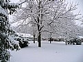 Picture Title - Winter Snow