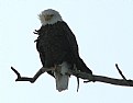 Picture Title - Windy morning