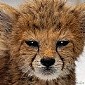 Picture Title - Cheetah expression