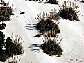 Picture Title - Giant Reed Grass