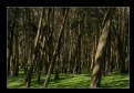 Picture Title - Eucalyptus Grove